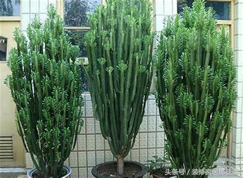 陽台擋煞植物玉麒麟|陽台上放什麼植物能生旺擋煞